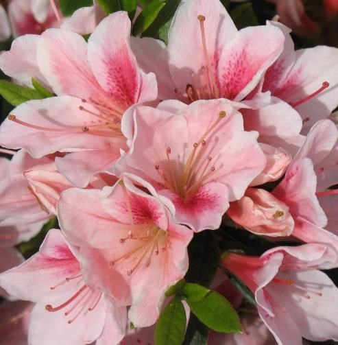 Obituary of Joyce J Crosby