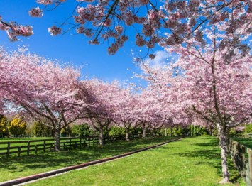 Obituary of Lee Eva Fraser