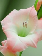 Obituary of Shirley A. Kelly