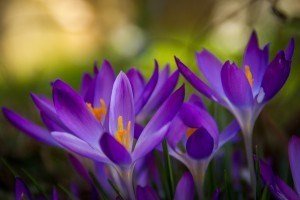 Obituary of Robert Goodson