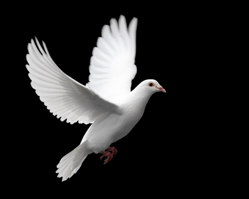 Obituary of Ms Sharon May Sykes