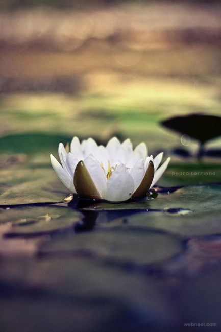 Obituary of Norman Wallis Kerr