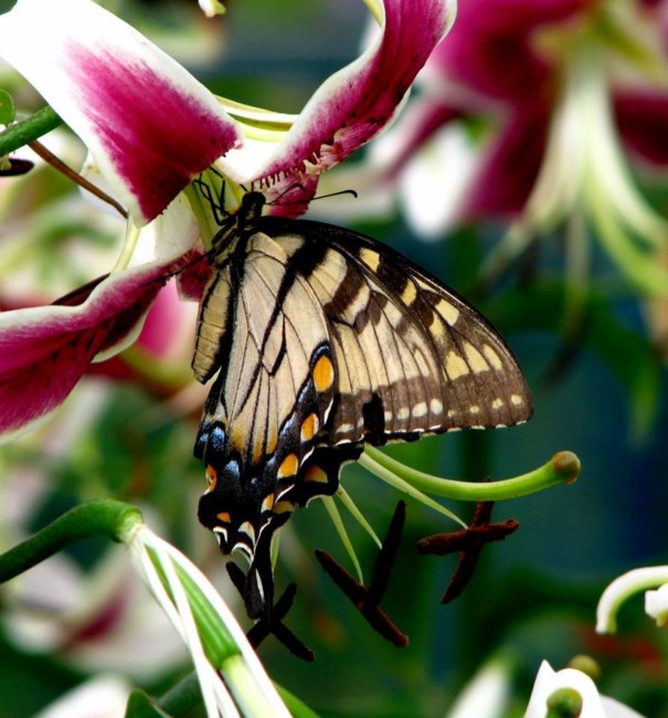 Obituary of Robert William McKeever