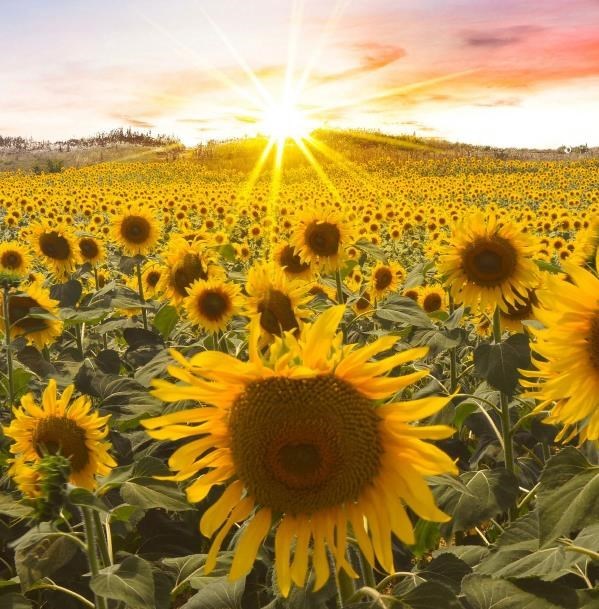 Obituary of Lois Rebecca Millard