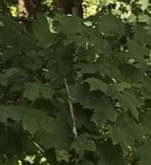 Ida Ruth Talalla Ida Bailey Obituary - New Tazewell, TN