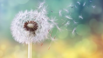 Obituary of Gina Raquel Vega