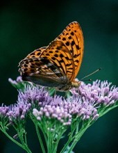 Obituary of Marilyn Leibforth
