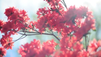 Obituary of Dale Charles Mcvey