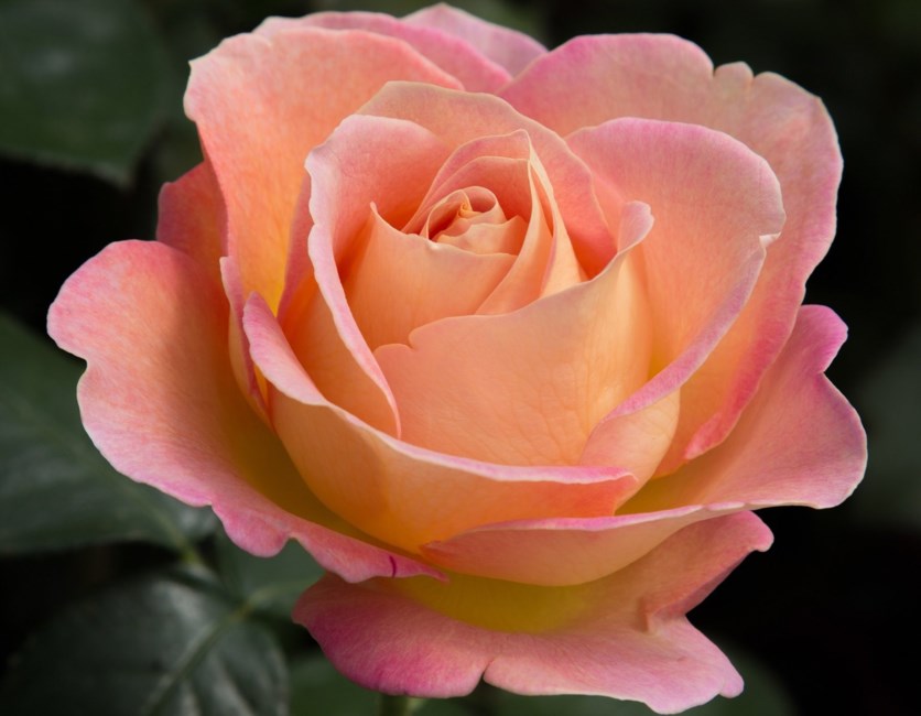 Obituary of Bich Huyen Nguyen