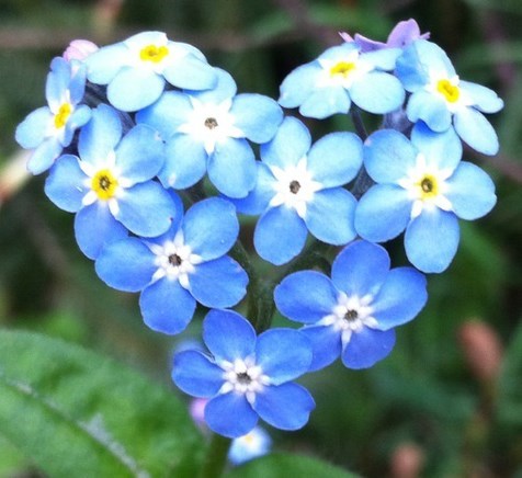 Obituary of Norma Jane Longo