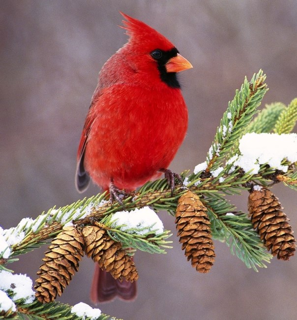 Avis de décès de Lucy Harris Stone