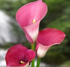 Obituary of Charlotte Dean Flores