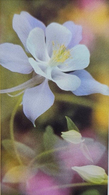 Obituary of Maria C Flores