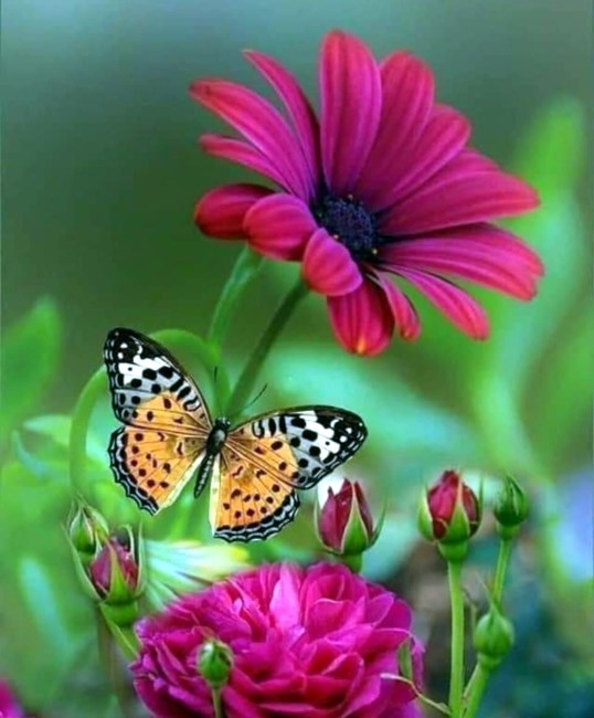 Obituary of Terry Newman Clements