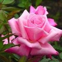 Obituary of Rachel O'Neal