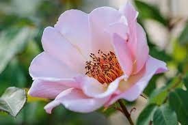 Avis de décès de Betty Lou Lee