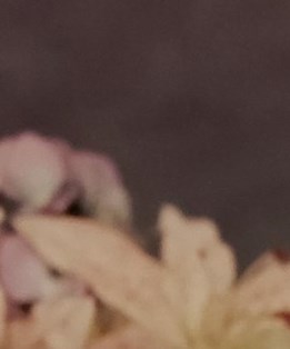 Annabelle Ziegler Obituary East Aurora, NY