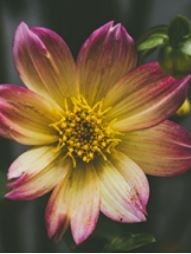 Obituary of Sandra Lynn Nelson