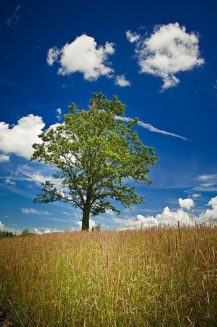 Obituary of Chien Hwung Liao