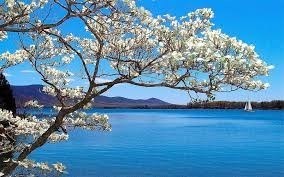 Obituario de Roger Donald Stein