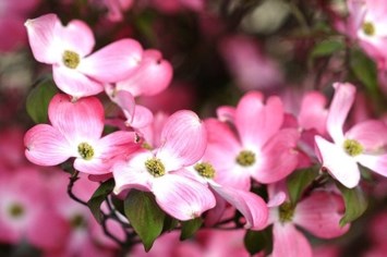 Avis de décès de Grace Shirley Landry