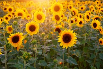 Obituary of Vonda Mae Root