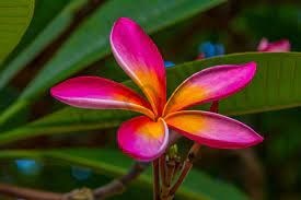 Obituary of Maria R Carlos