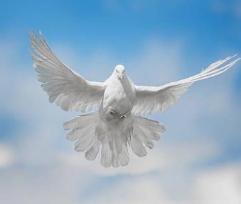 Obituary of Daniel Campo