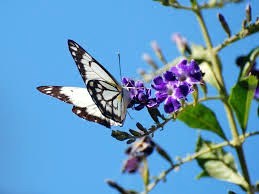 Obituary of Mary Francis West