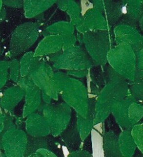 Leander Schroeder Obituary Dayton, OH Leander Schroeder Obituary Dayton, OH