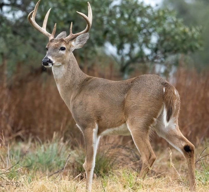 Obituary of Raymond E. LeMaster Sr.