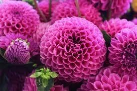 Obituary of Alice E Adams