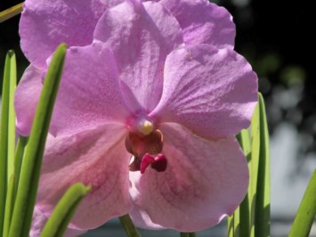 Obituary of Joan M. Reed