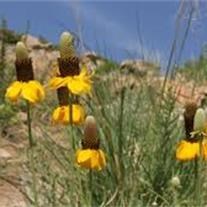 Avis de décès de Willie Avis Brown