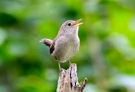 Obituary of Joann Elizabeth Pryor