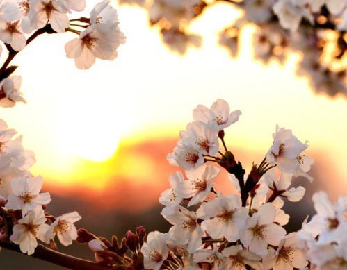 Obituary of Janet Lee Nelson