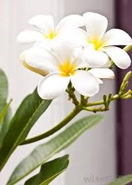 Obituary of Mary A. Fagan