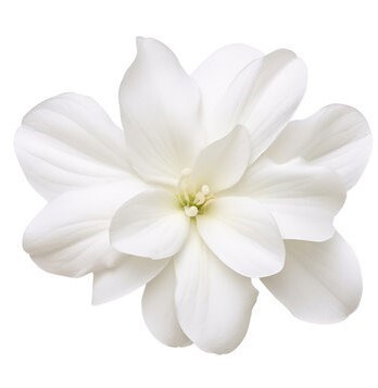 Obituary of Anne V. Daniel