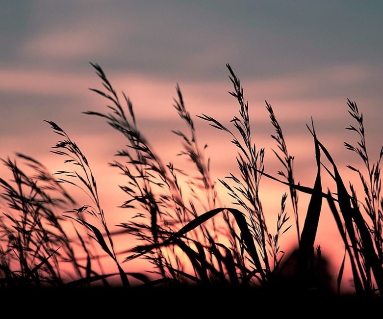 Obituary of Elizabeth Diane Maloney