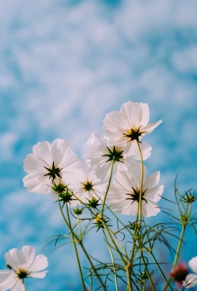 Obituary of Joseph Marquez