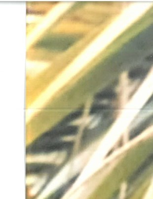 Alec Hadwin Obituary - Irmo, SC