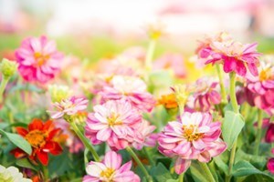 Obituary of Virginia W Roberts