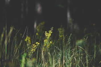 Obituary of Mary Louise Cain