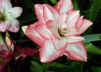 Obituary of Anne May Russell Randall