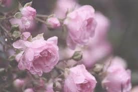 Obituary of Mary Mansueto