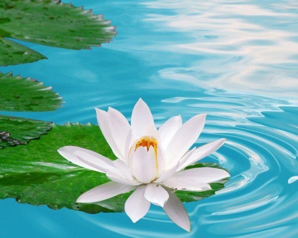 Obituary of Phen Thi Ly