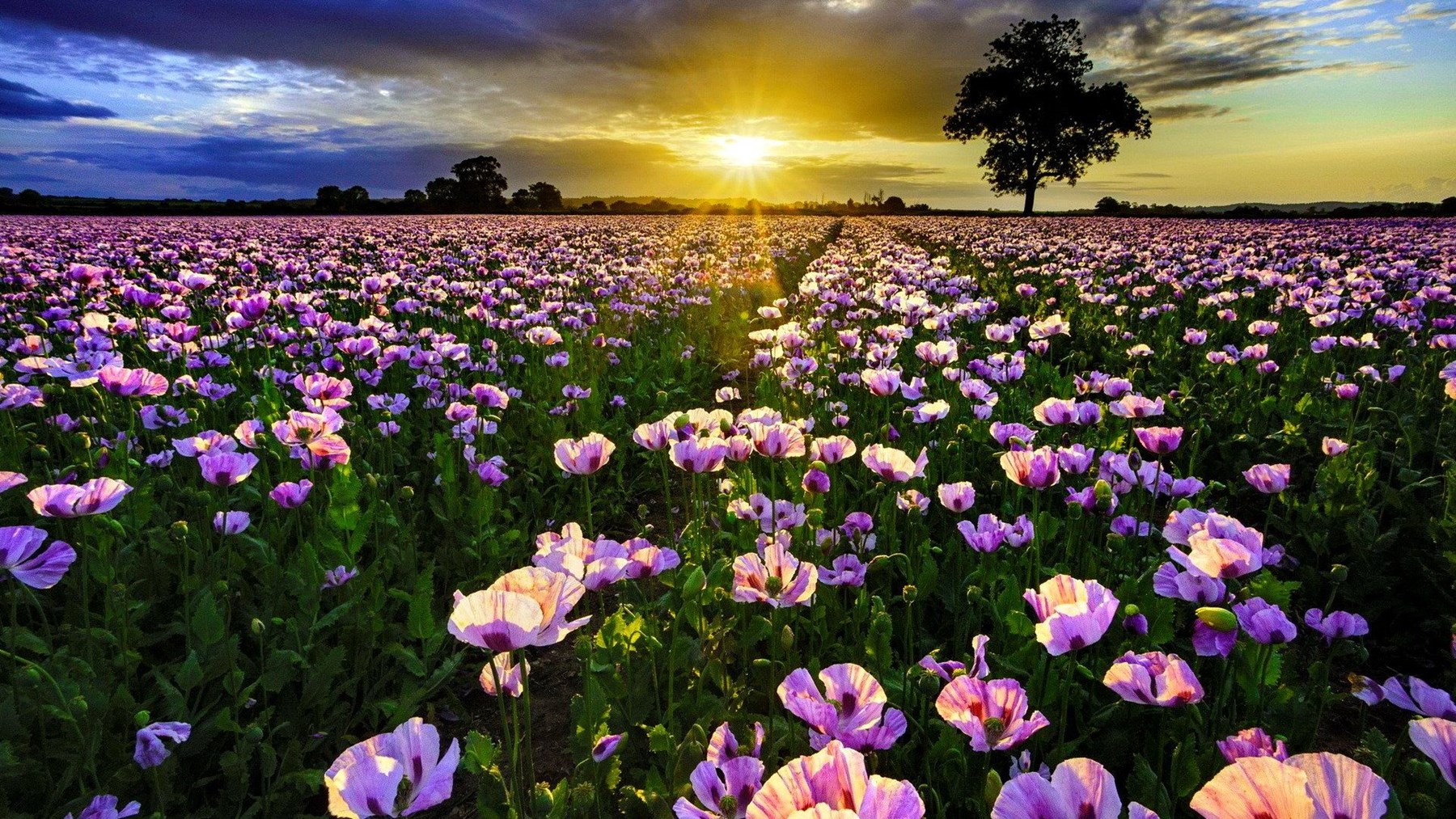 Obituary of Priscilla Jo Wong