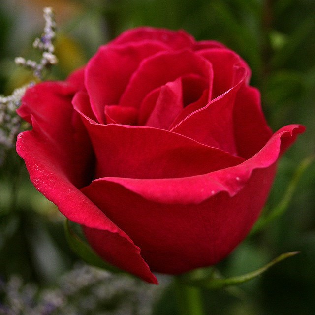 Obituary of Rita E. DeBonville