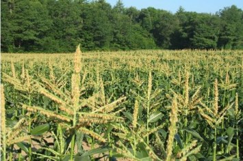 Obituary of James Horner Alexander Jr.