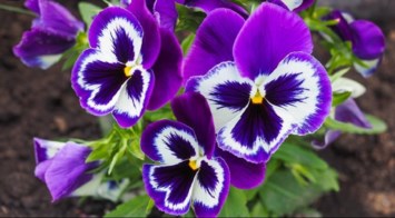 Obituary of Viola Jean Leonard